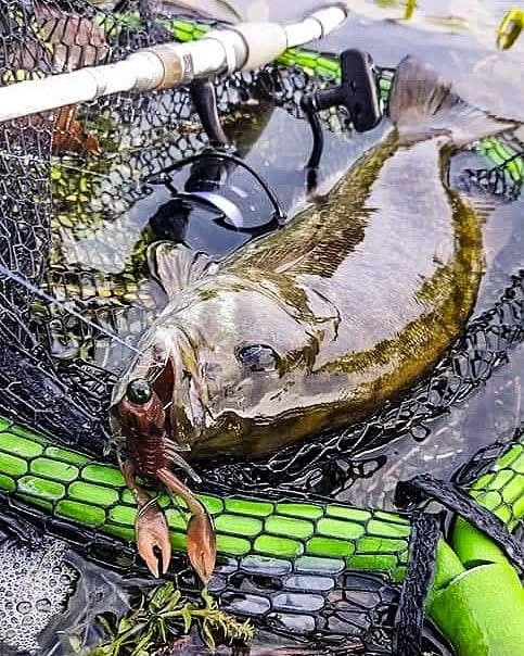 Nikko Craw 8,1cm (5stk.) – Bild 4